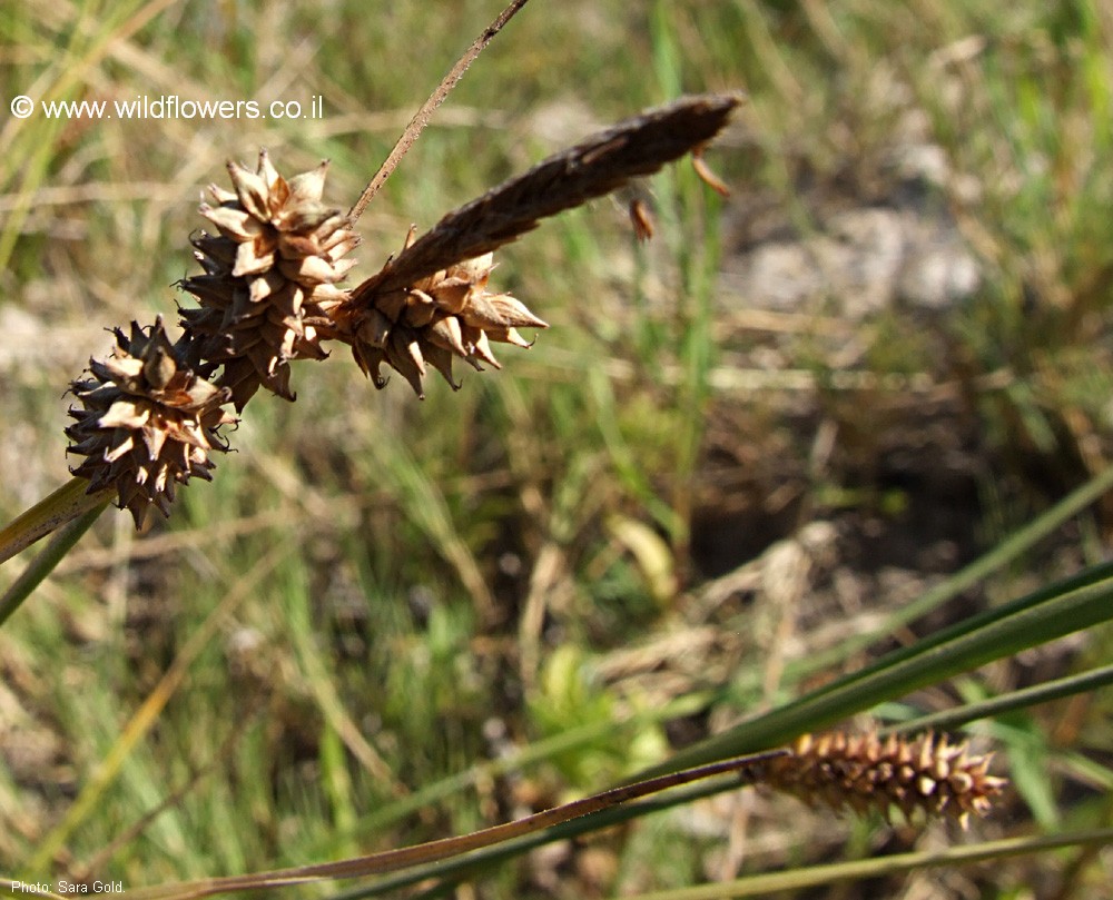 Carex extense
